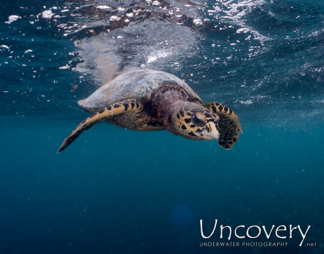 Hawksbill Sea Turtle (eretmochelys Imbricata) shot in Maldives|Male Atoll|North Male Atoll|Vabbinfaru