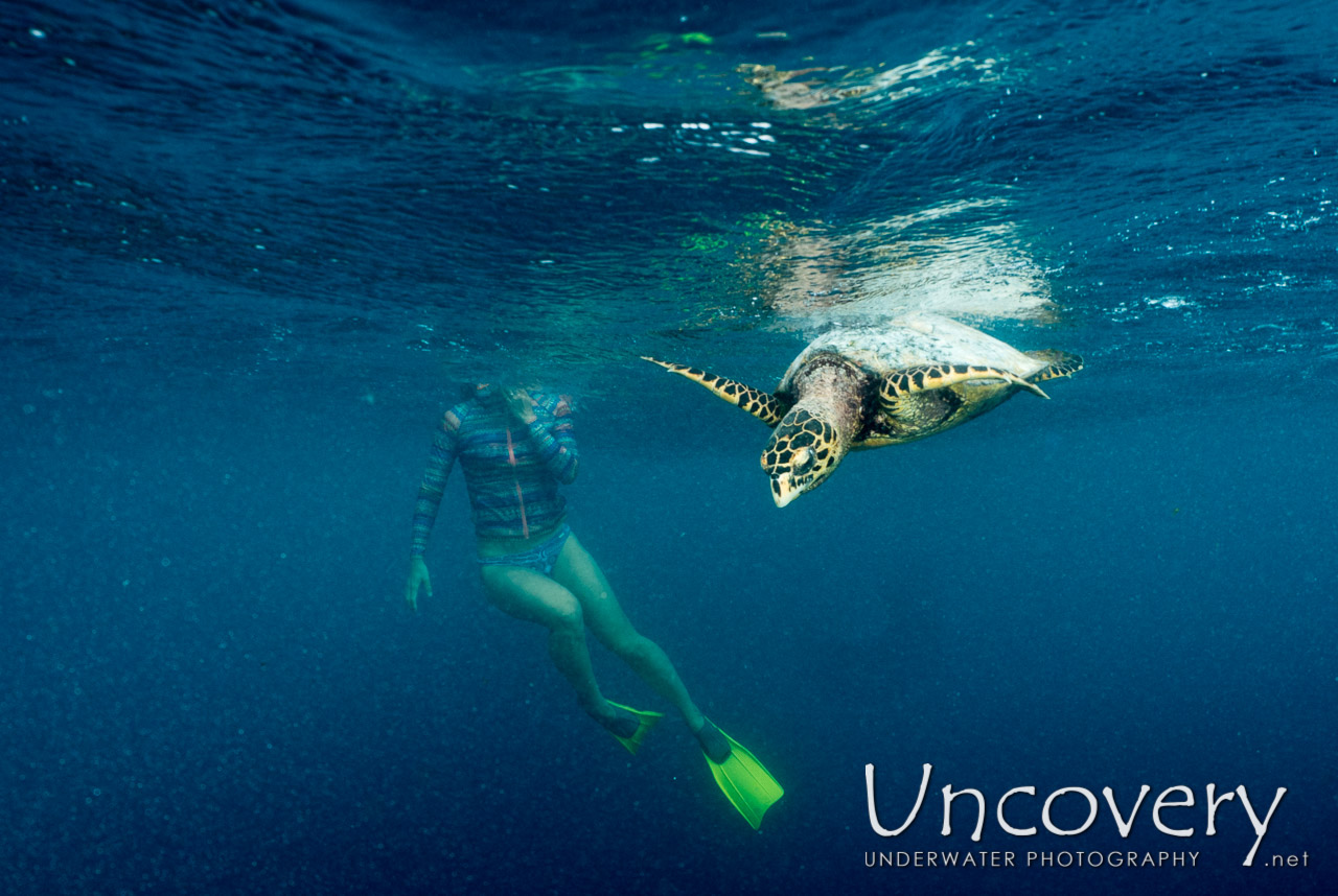 Hawksbill Sea Turtle (eretmochelys Imbricata), photo taken in Maldives, Male Atoll, North Male Atoll, Vabbinfaru