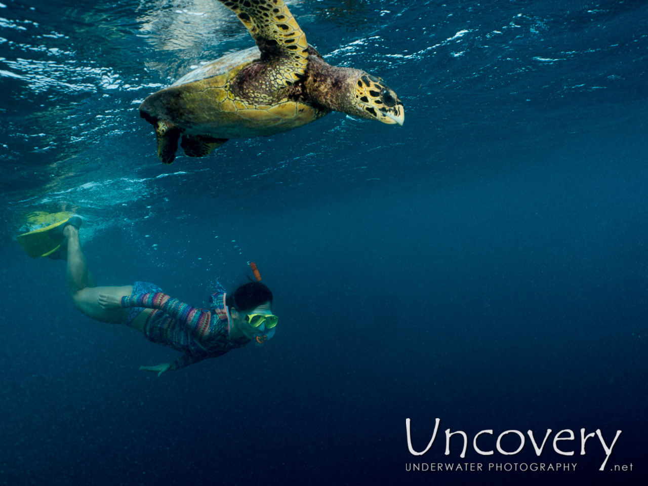 Hawksbill Sea Turtle (eretmochelys Imbricata), photo taken in Maldives, Male Atoll, North Male Atoll, Vabbinfaru