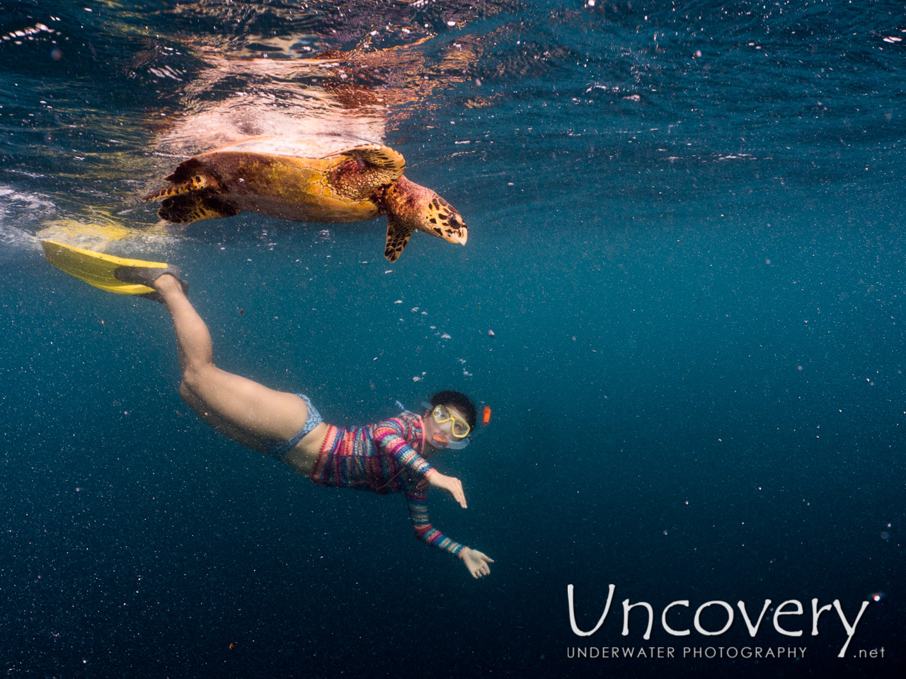 Hawksbill Sea Turtle (eretmochelys Imbricata), photo taken in Maldives, Male Atoll, North Male Atoll, Vabbinfaru