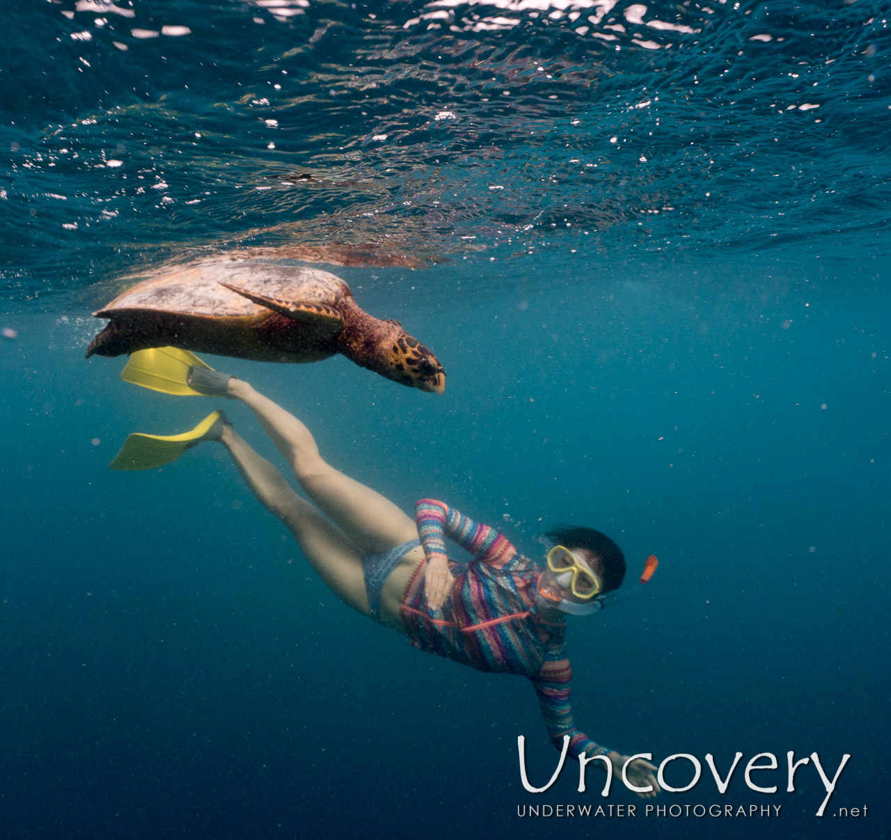 Hawksbill Sea Turtle (eretmochelys Imbricata), photo taken in Maldives, Male Atoll, North Male Atoll, Vabbinfaru