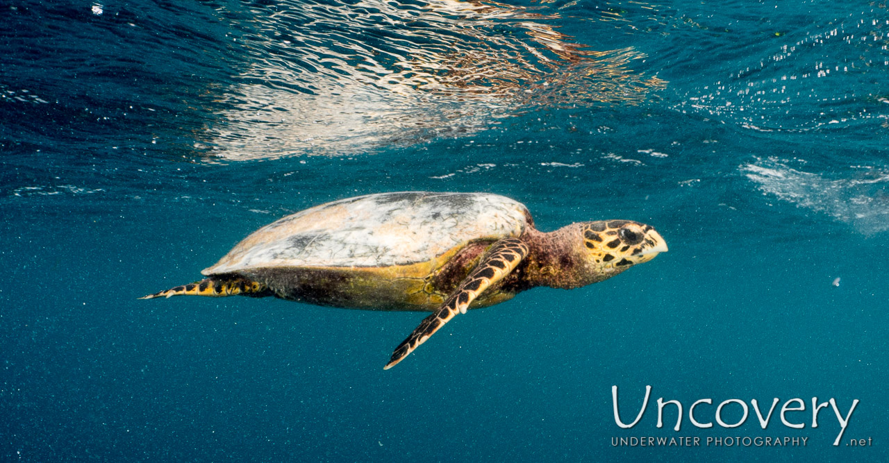 Hawksbill Sea Turtle (eretmochelys Imbricata) shot in Maldives|Male Atoll|North Male Atoll|Vabbinfaru
