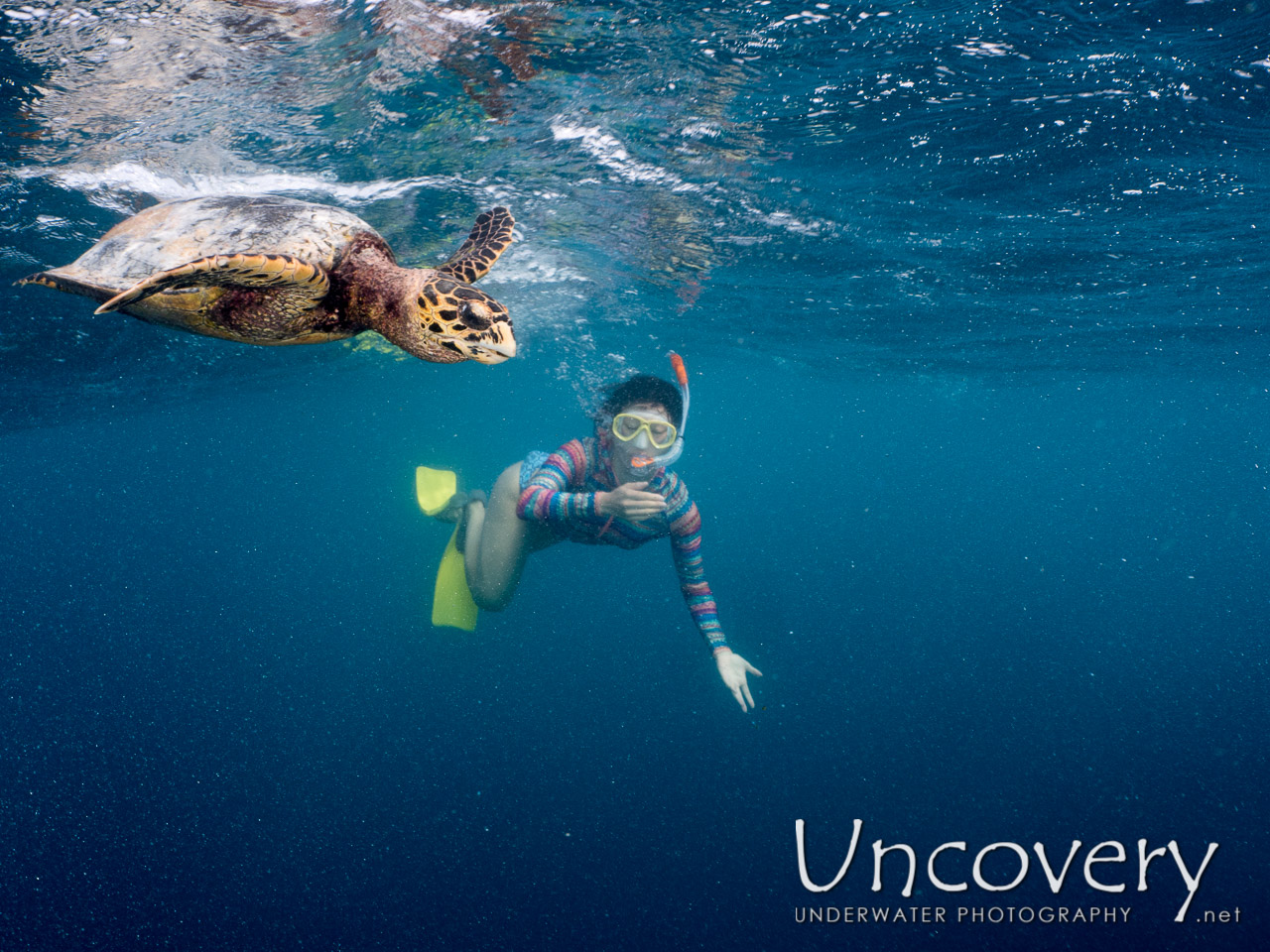 Hawksbill Sea Turtle (eretmochelys Imbricata), photo taken in Maldives, Male Atoll, North Male Atoll, Vabbinfaru