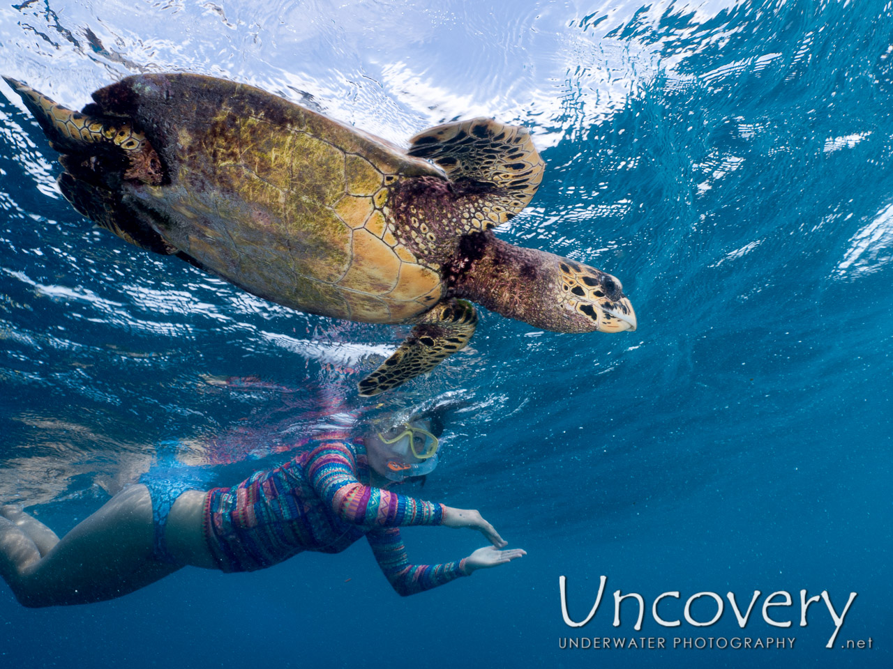 Hawksbill Sea Turtle (eretmochelys Imbricata), photo taken in Maldives, Male Atoll, North Male Atoll, Vabbinfaru