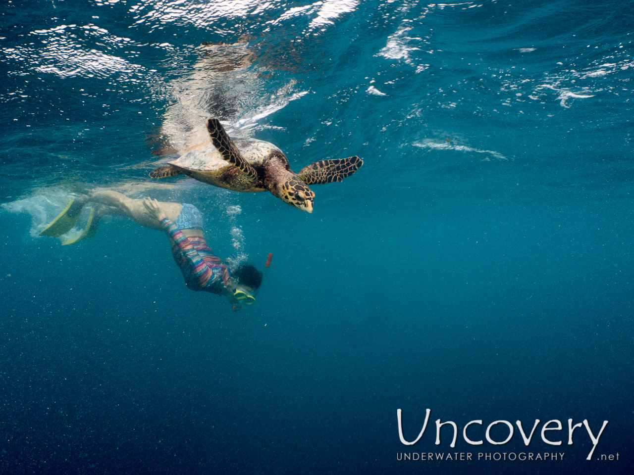 Hawksbill Sea Turtle (eretmochelys Imbricata), photo taken in Maldives, Male Atoll, North Male Atoll, Vabbinfaru