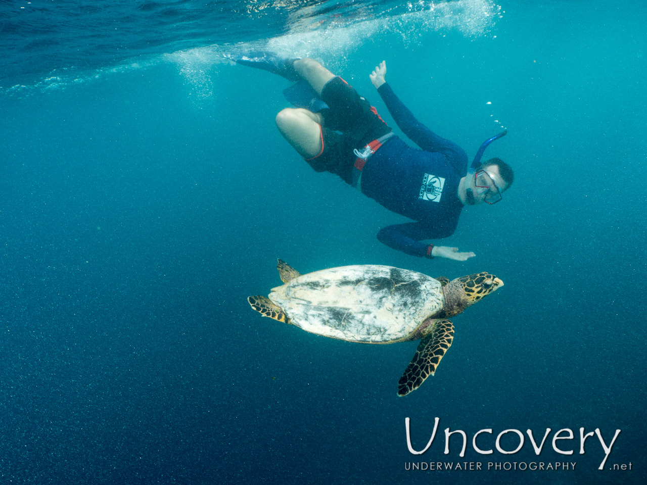 Hawksbill Sea Turtle (eretmochelys Imbricata), photo taken in Maldives, Male Atoll, North Male Atoll, Vabbinfaru