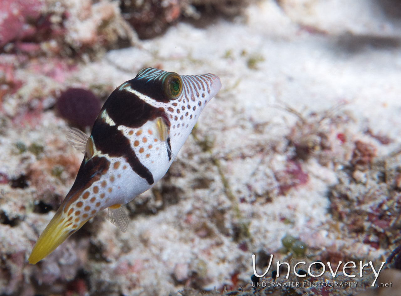Sharpnose Pufferfish shot in Maldives|Male Atoll|North Male Atoll|Mas Giri