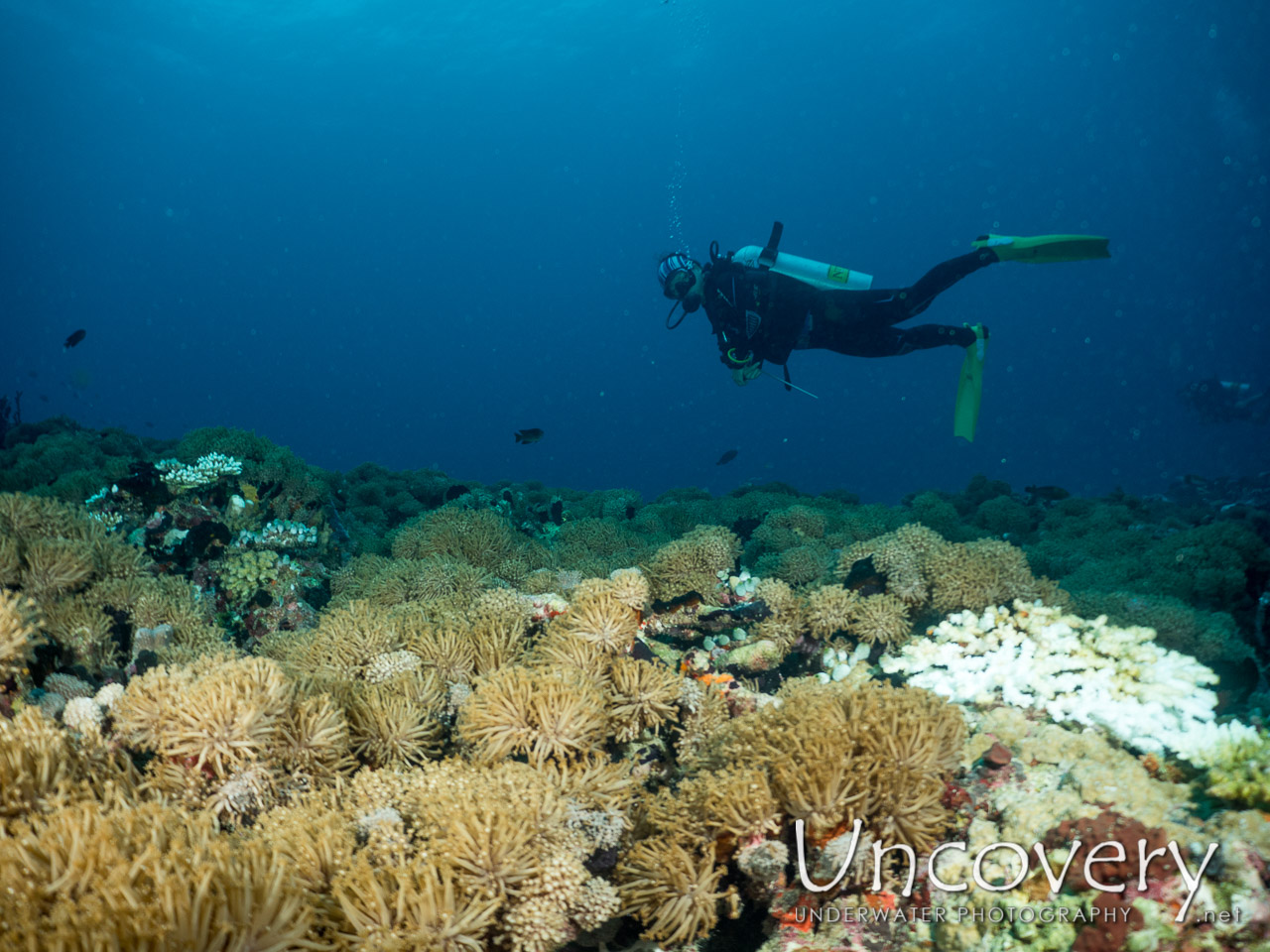 Coral shot in Maldives|Male Atoll|North Male Atoll|Mas Giri