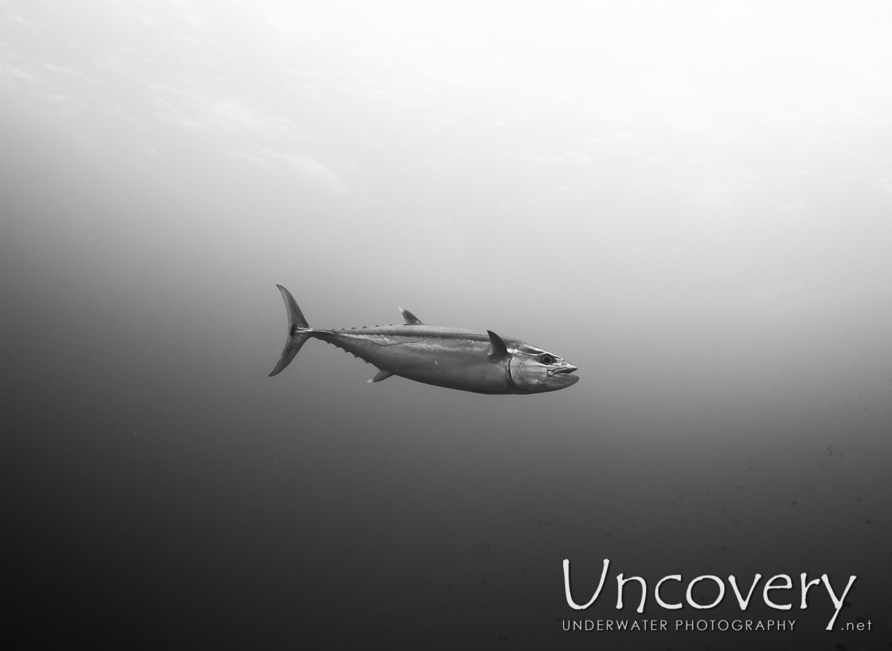 Dogtooth Tuna (gymnosarda Unicolor) shot in Maldives|Male Atoll|North Male Atoll|Mas Giri