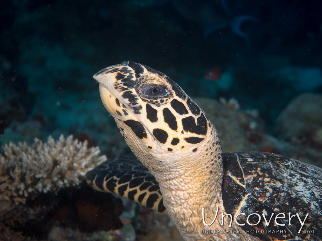 Hawksbill Sea Turtle (eretmochelys Imbricata) shot in Maldives|Male Atoll|North Male Atoll|Mas Giri