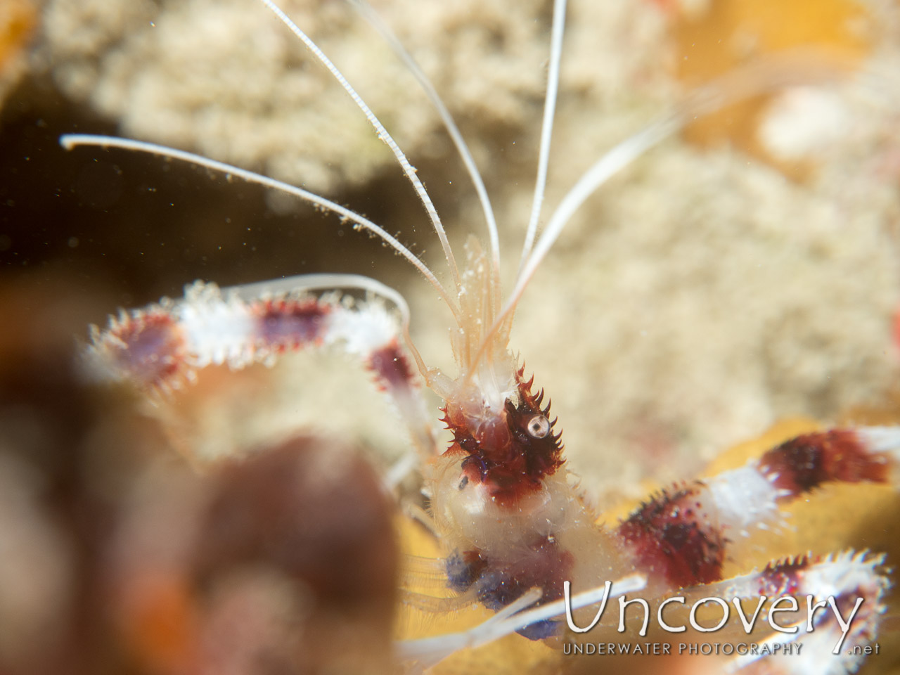 Banded Coral Shrimp (stenopus Hispidus), photo taken in Maldives, Male Atoll, North Male Atoll, Hohola Gaa