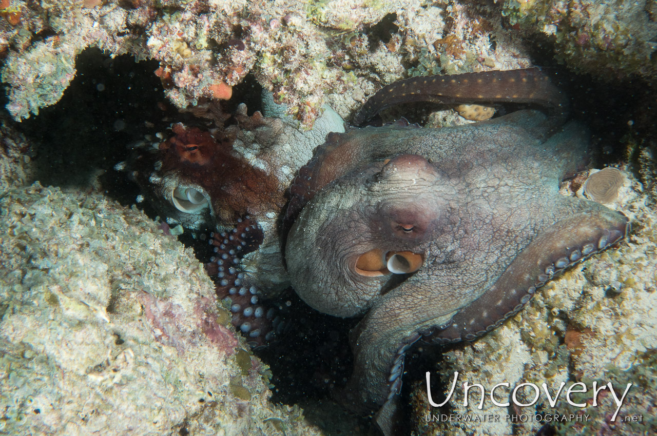 Day Octopus (octopus Cyanea), photo taken in Maldives, Male Atoll, North Male Atoll, Hohola Gaa