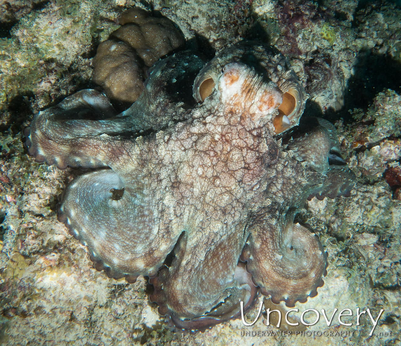 Day Octopus (octopus Cyanea), photo taken in Maldives, Male Atoll, North Male Atoll, Hohola Gaa