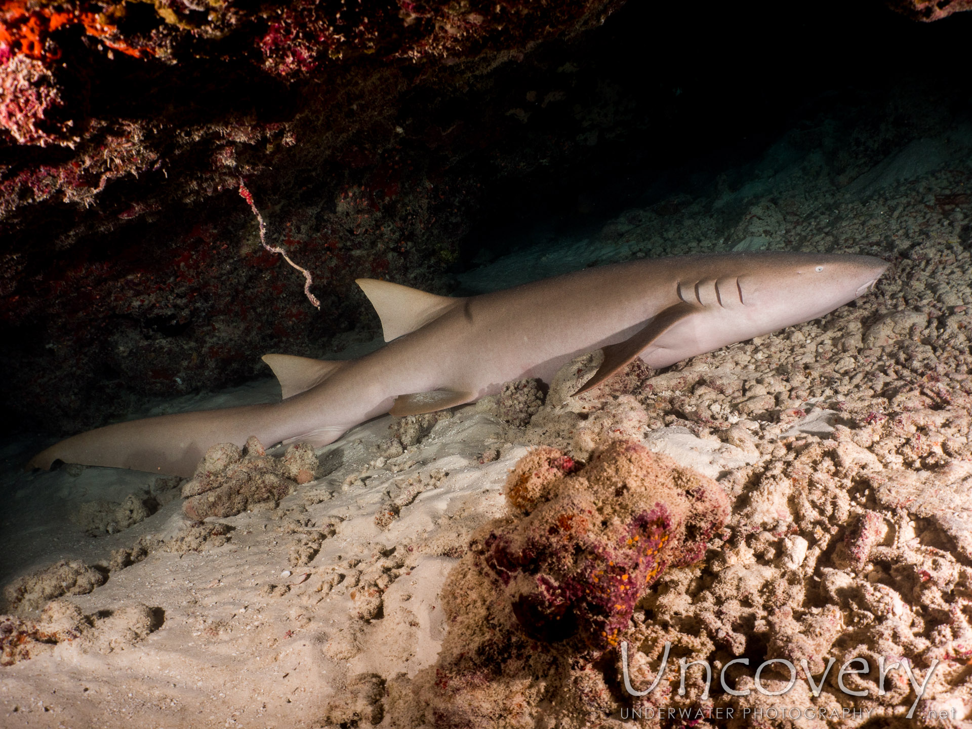 Tawny Nurse Shark (nebrius Ferrugineus), photo taken in Maldives, Male Atoll, North Male Atoll, Vabbinfaru