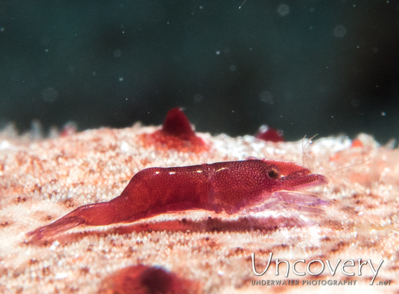 Sea Star Shrimp (zenopontonia Soror), photo taken in Maldives, Male Atoll, North Male Atoll, Vabbinfaru
