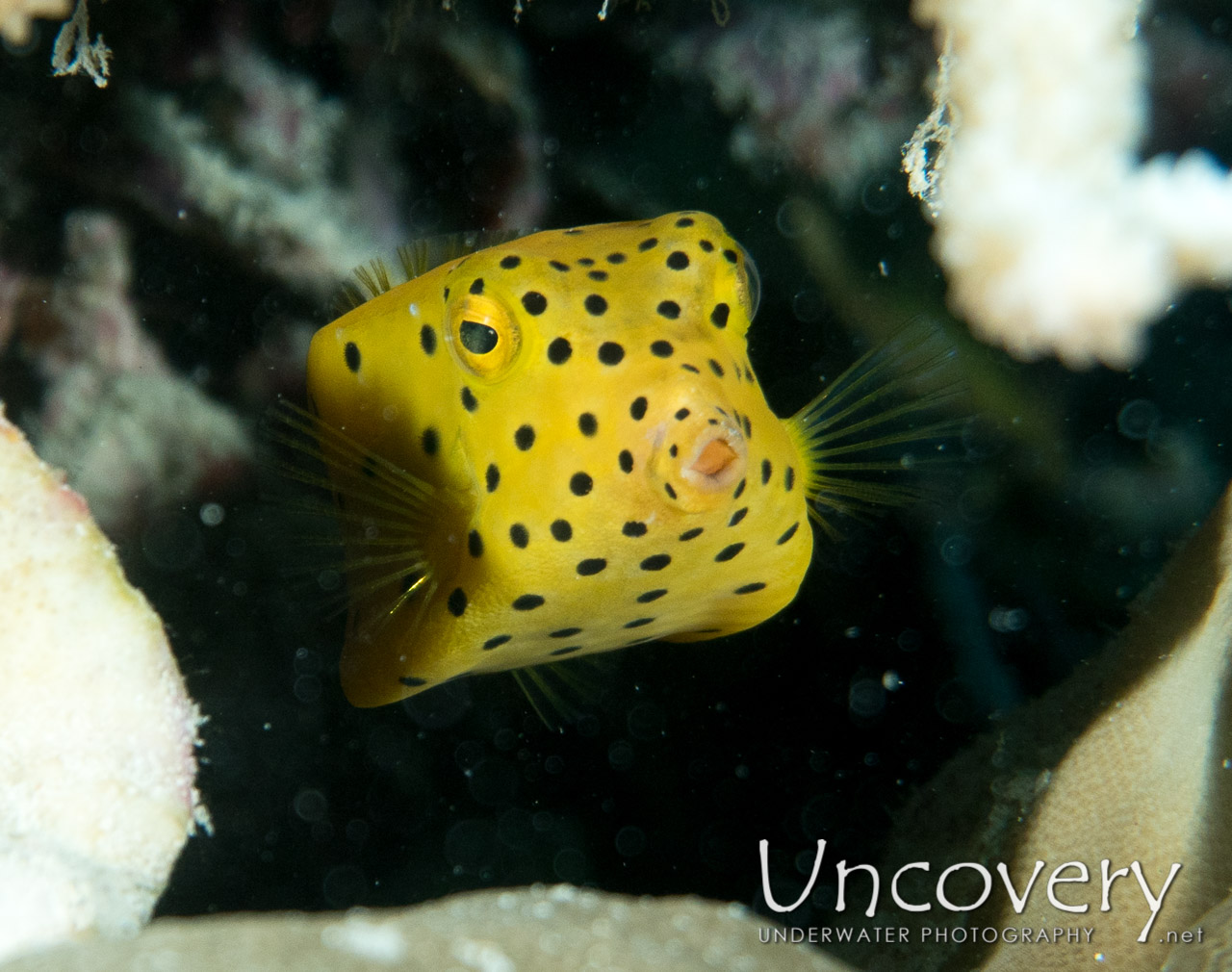 Yellow Boxfish (ostracion Cubicus), photo taken in Maldives, Male Atoll, North Male Atoll, Vabbinfaru