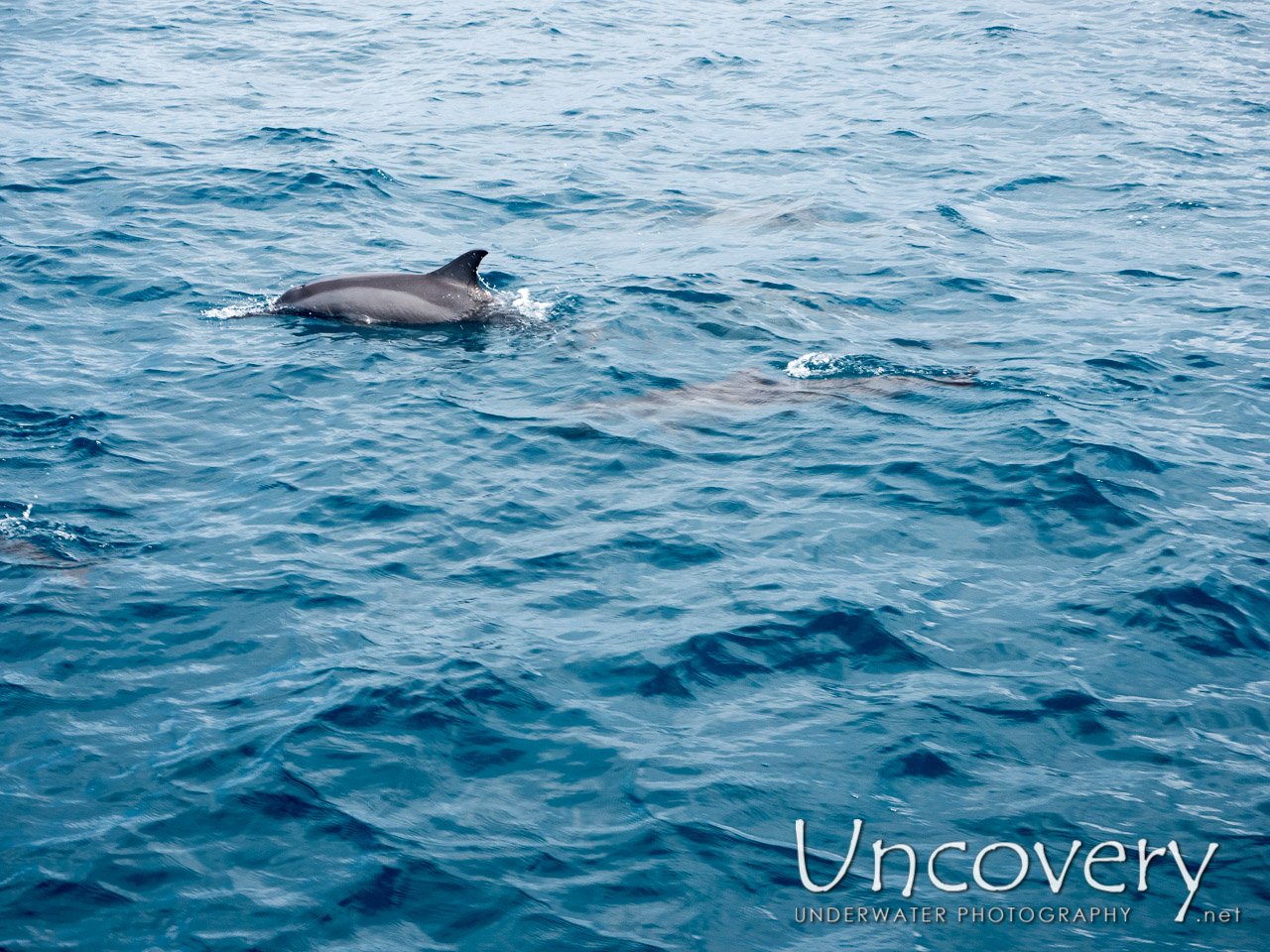 Dolphin, photo taken in Maldives, Male Atoll, North Male Atoll, n/a