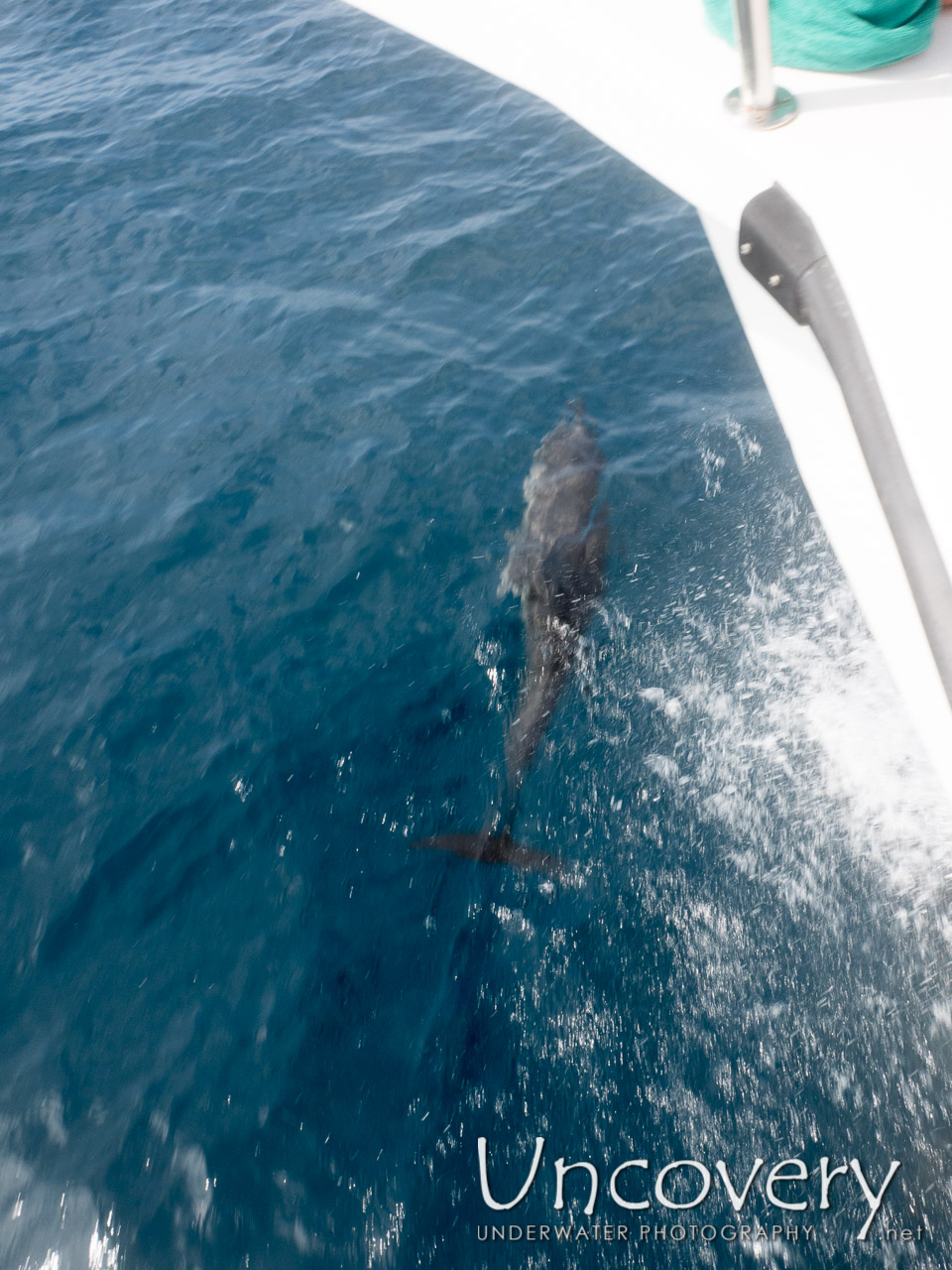 Dolphin, photo taken in Maldives, Male Atoll, North Male Atoll, n/a