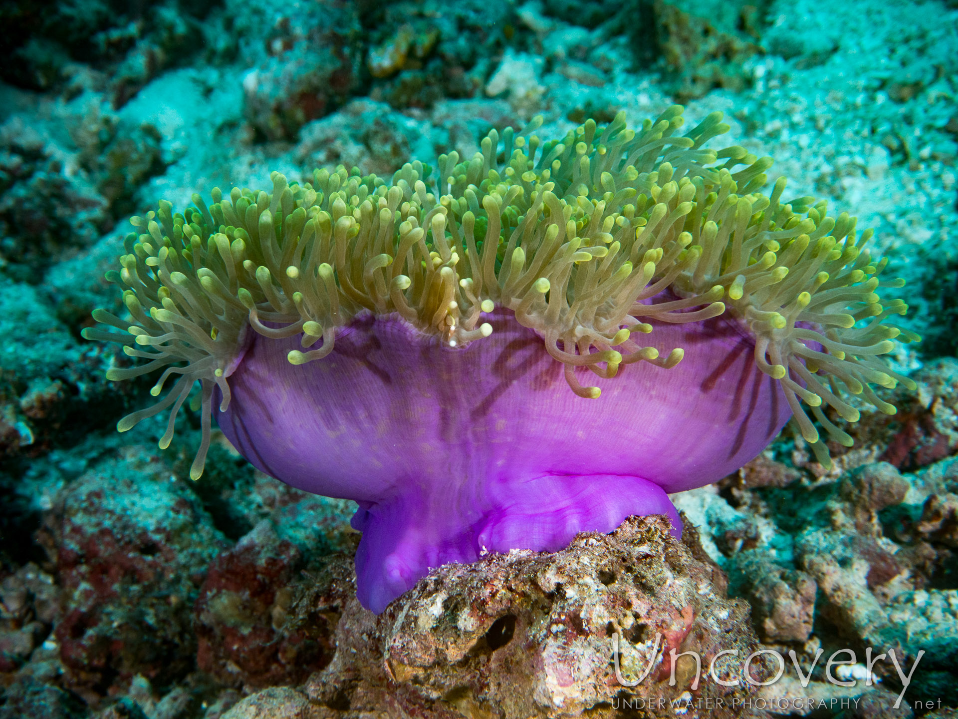 00 To Be Determined, photo taken in Maldives, Male Atoll, North Male Atoll, Kuda Giri