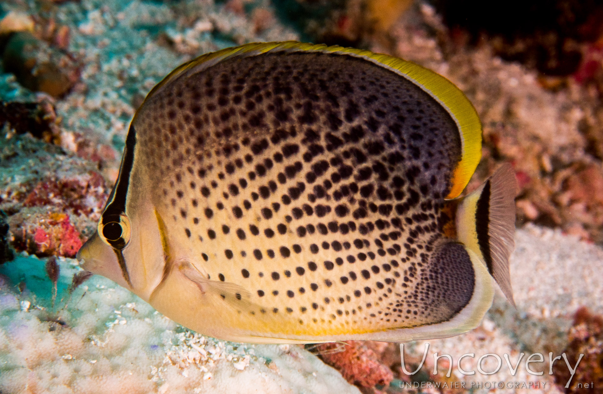 00 To Be Determined, photo taken in Maldives, Male Atoll, North Male Atoll, Kuda Giri