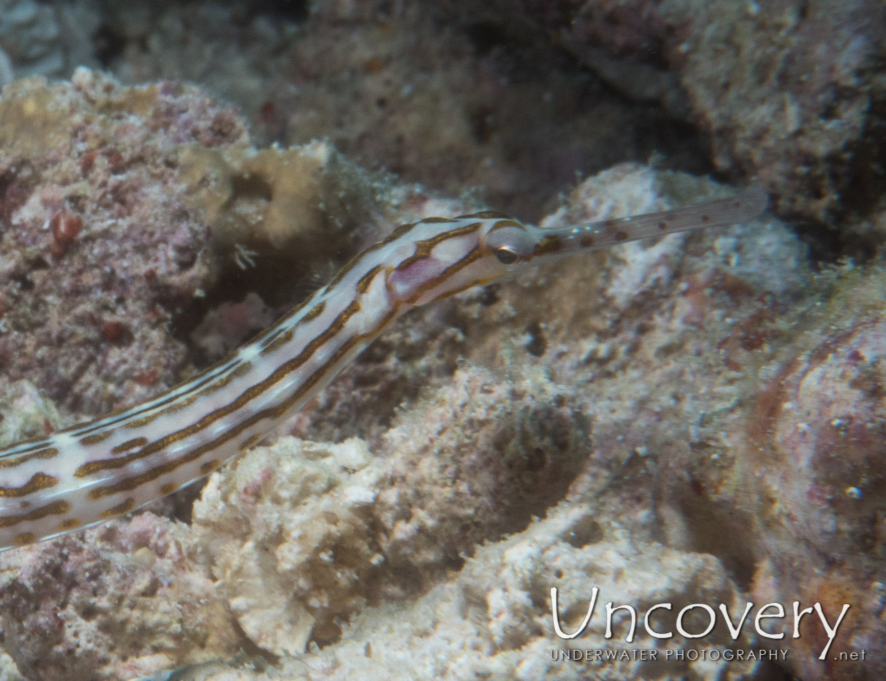 Networked Pipefish (corythoichthys Flavofasciatus) shot in Maldives|Male Atoll|North Male Atoll|Kuda Giri