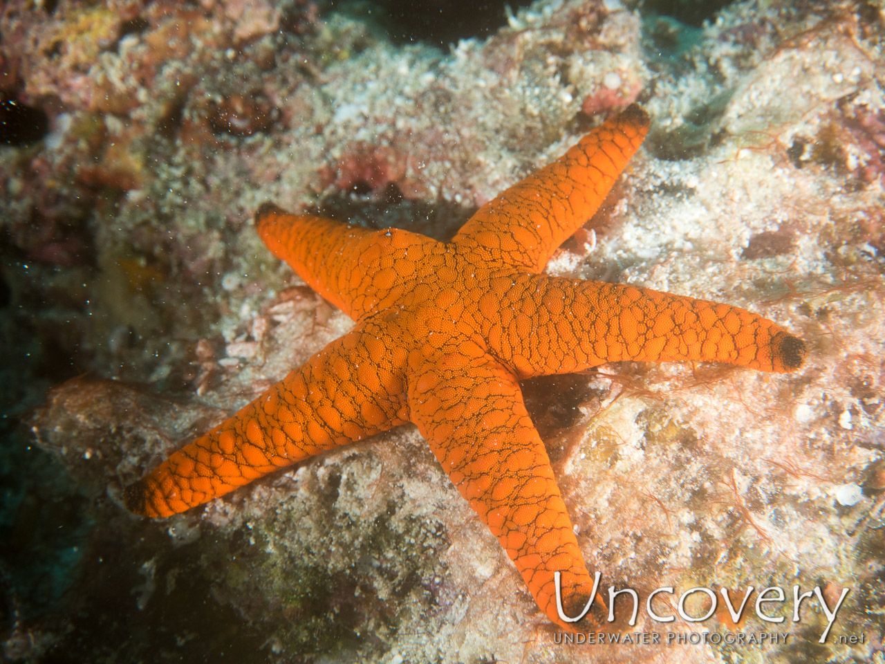 Starfish, photo taken in Maldives, Male Atoll, North Male Atoll, Kuda Giri