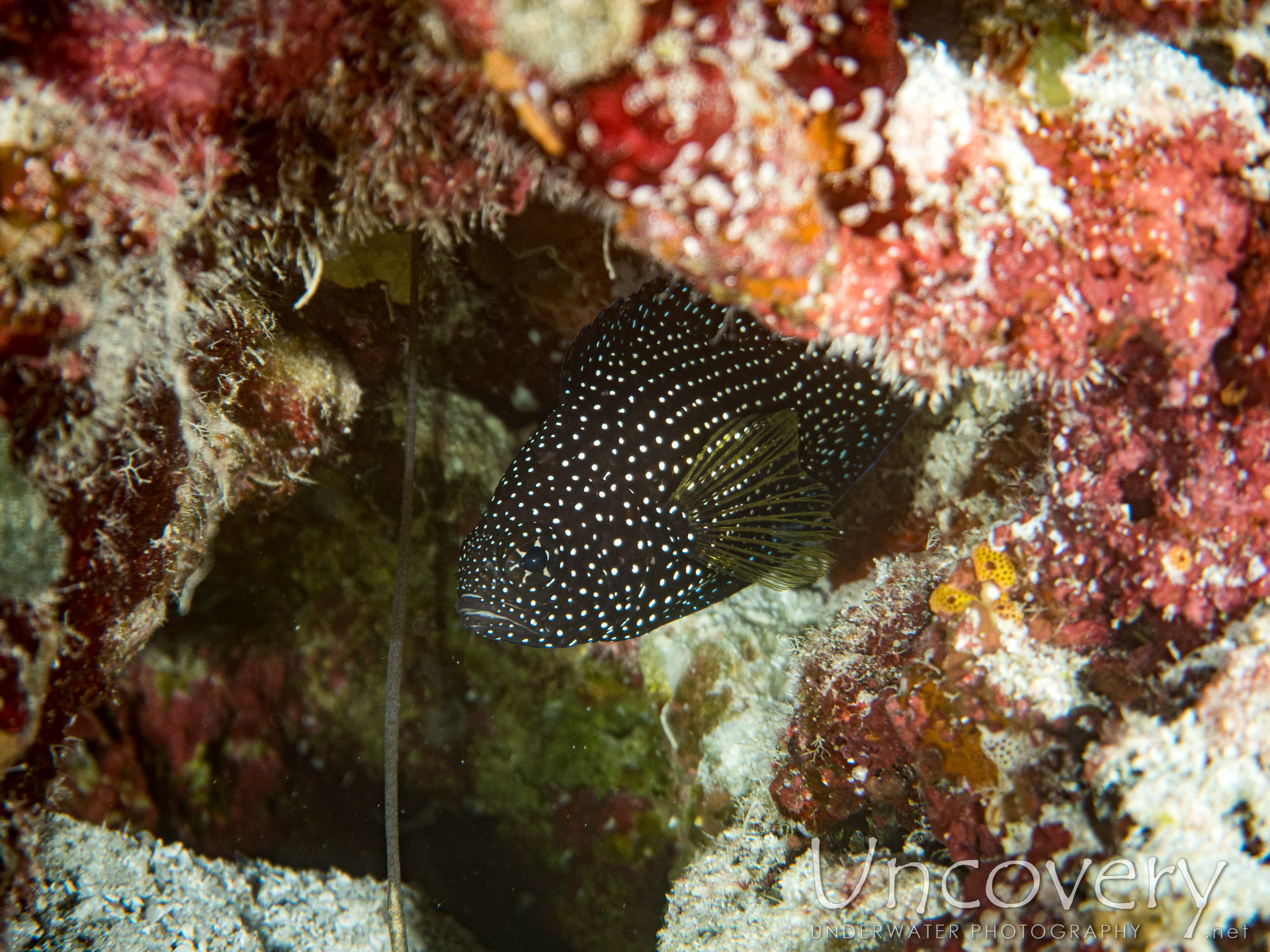 00 To Be Determined, photo taken in Maldives, Male Atoll, North Male Atoll, Kuda Giri