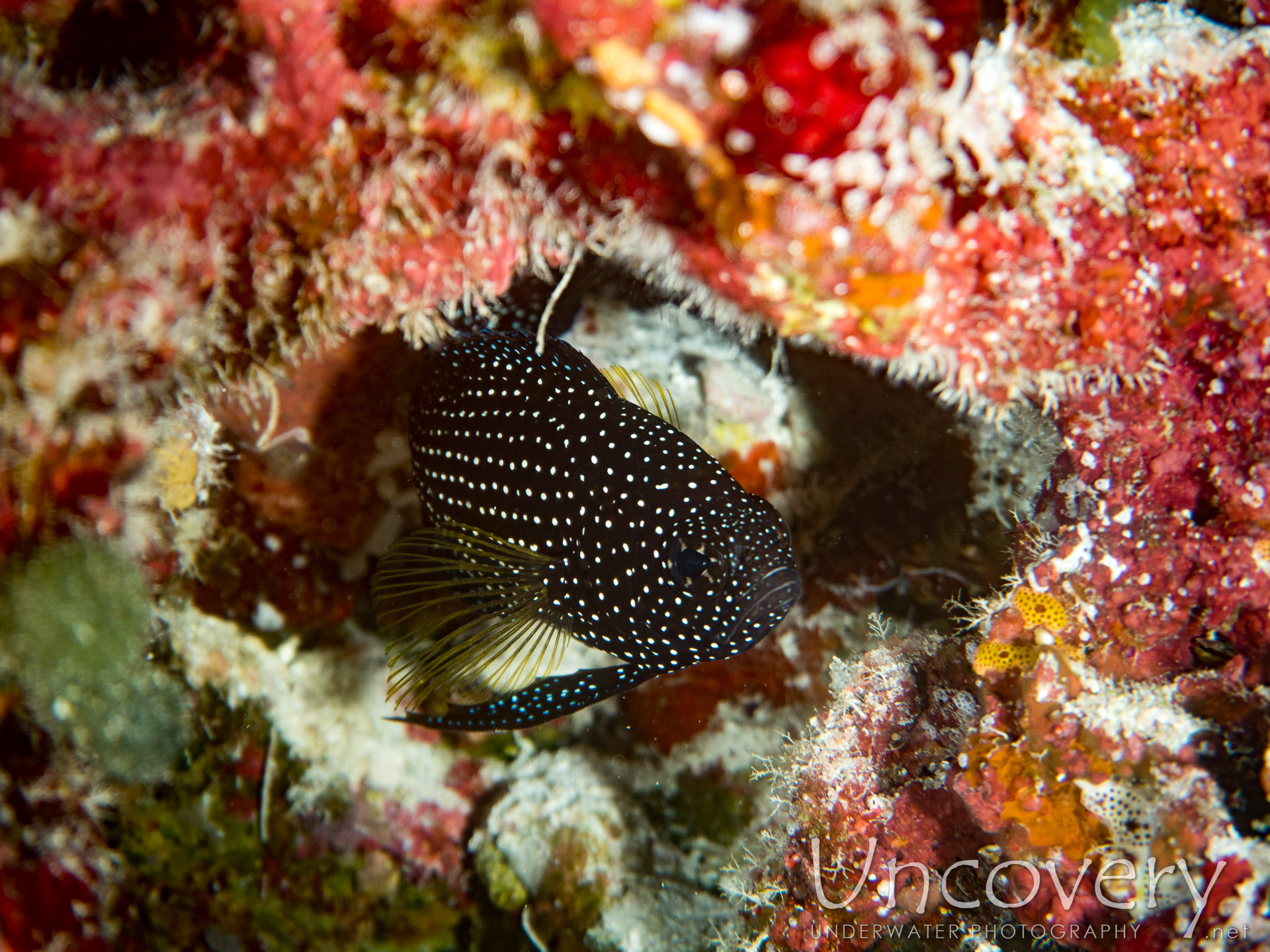 00 To Be Determined, photo taken in Maldives, Male Atoll, North Male Atoll, Kuda Giri