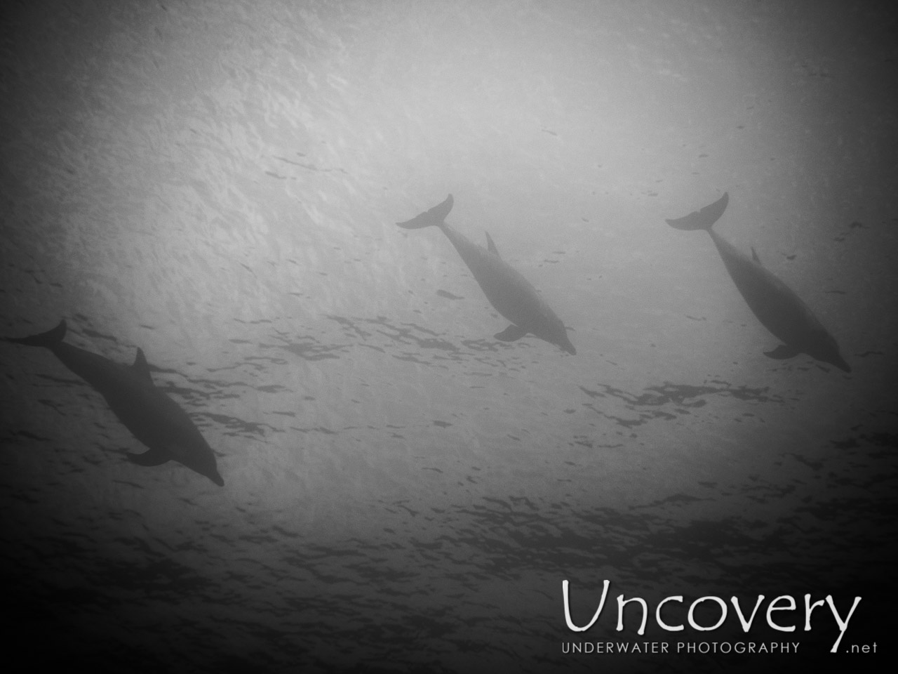 Dolphin shot in Maldives|Male Atoll|North Male Atoll|Hulhangu Kandu