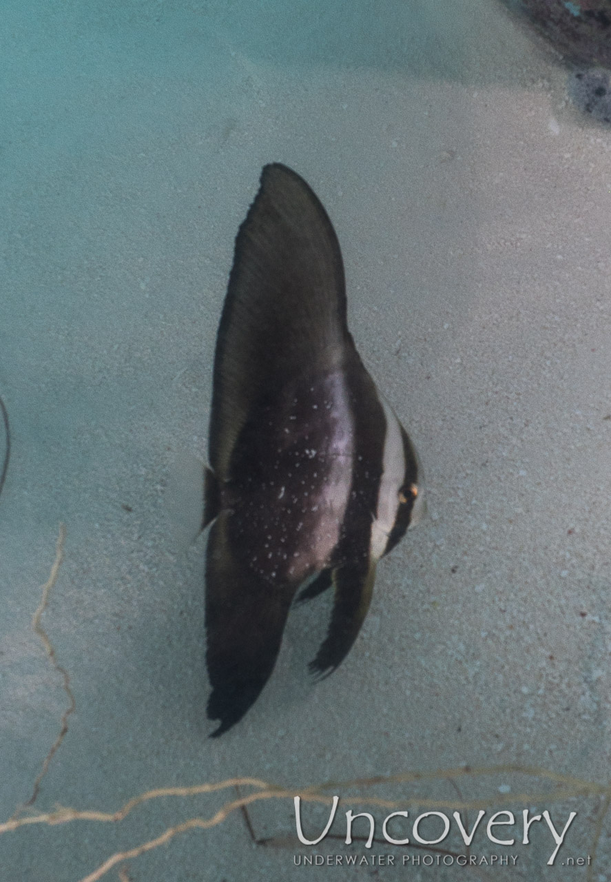 Batfish, photo taken in Maldives, Male Atoll, North Male Atoll, Ihuru