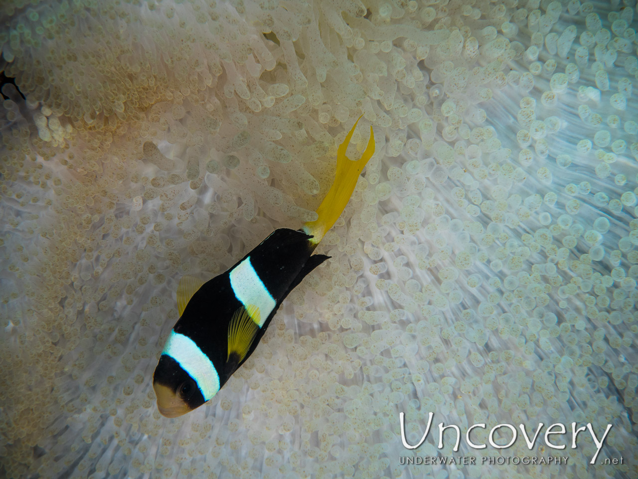 Anemonefish, photo taken in Maldives, Male Atoll, North Male Atoll, Thin Tilla