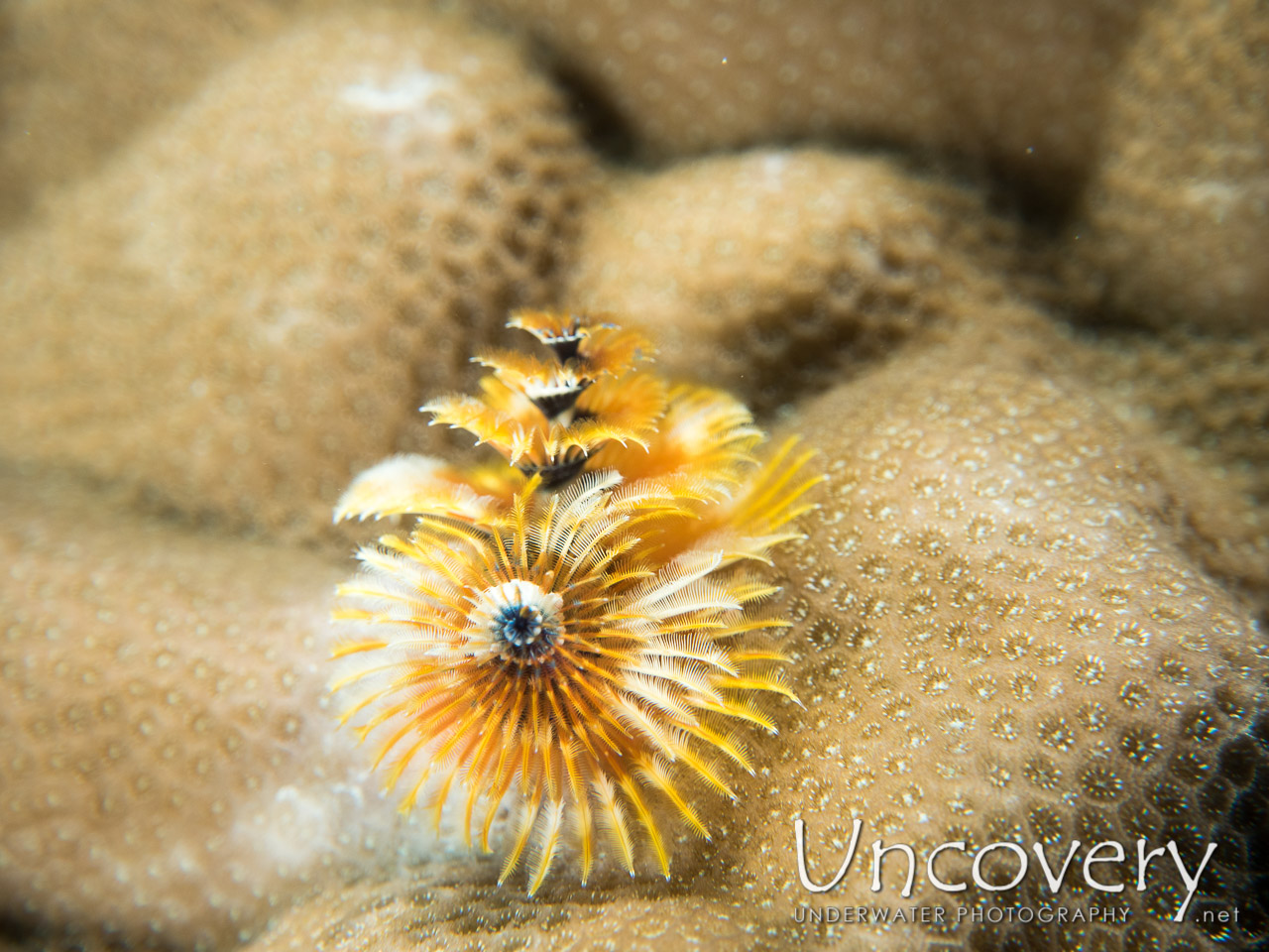Christmas Tree Worm (spirobranchus Sp.), photo taken in Maldives, Male Atoll, North Male Atoll, Banana Reef