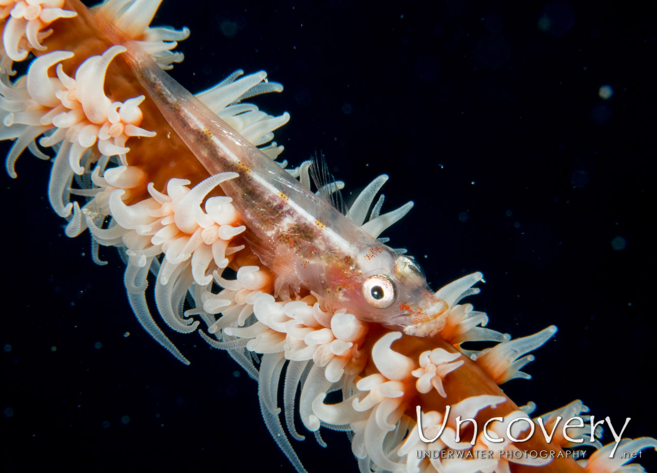 Whip Coral Goby (bryaninops Yongei), photo taken in Maldives, Male Atoll, North Male Atoll, Banana Reef