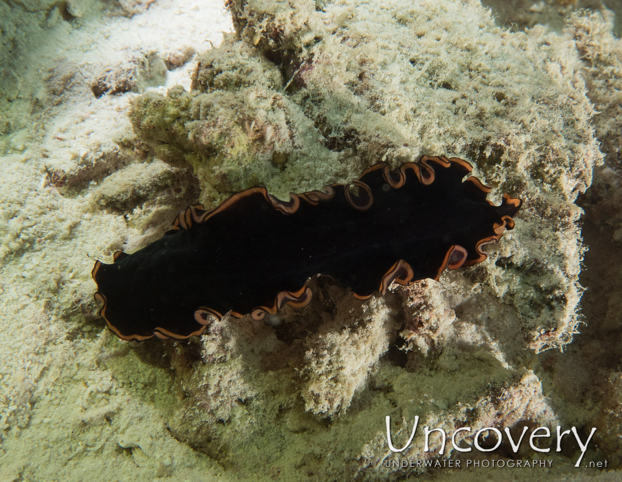 Flatworm shot in Maldives|Male Atoll|North Male Atoll|Vabbinfaru