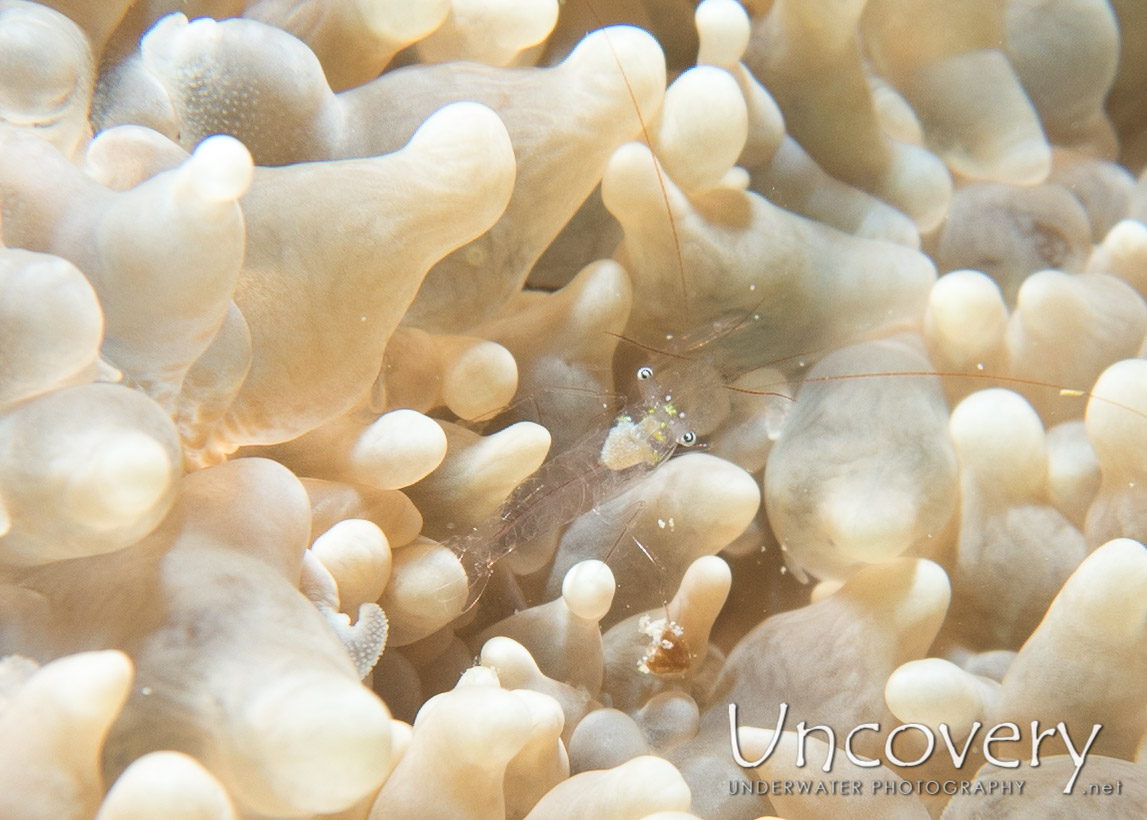 Bubble Coral Shrimp (vir Philippinensis) shot in Maldives|Male Atoll|North Male Atoll|Vabbinfaru