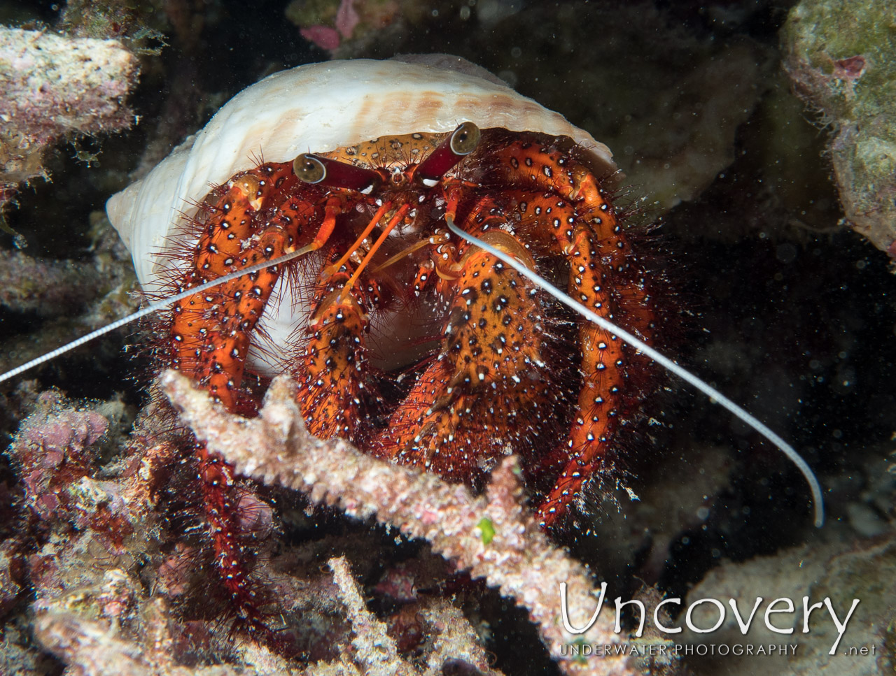 Hermit Crab shot in Maldives|Male Atoll|North Male Atoll|Vabbinfaru