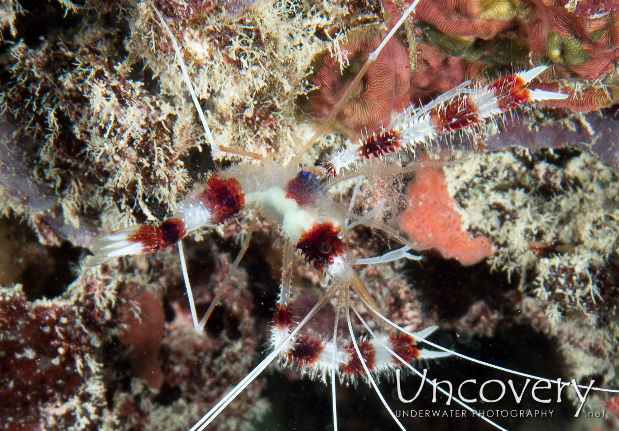 Banded Coral Shrimp (stenopus Hispidus) shot in Maldives|Male Atoll|North Male Atoll|Vabbinfaru