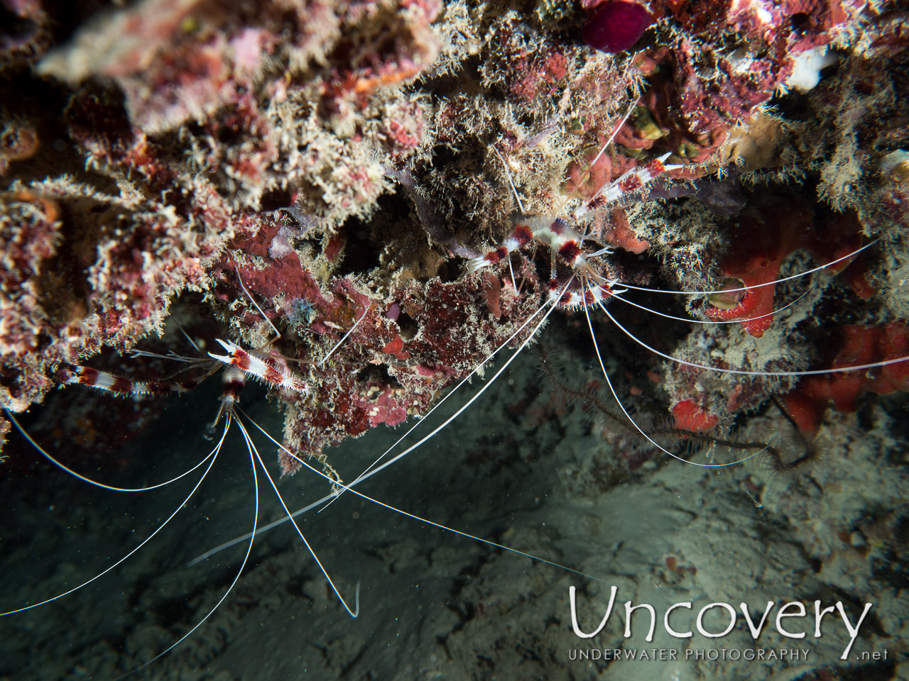 Banded Coral Shrimp (stenopus Hispidus) shot in Maldives|Male Atoll|North Male Atoll|Vabbinfaru