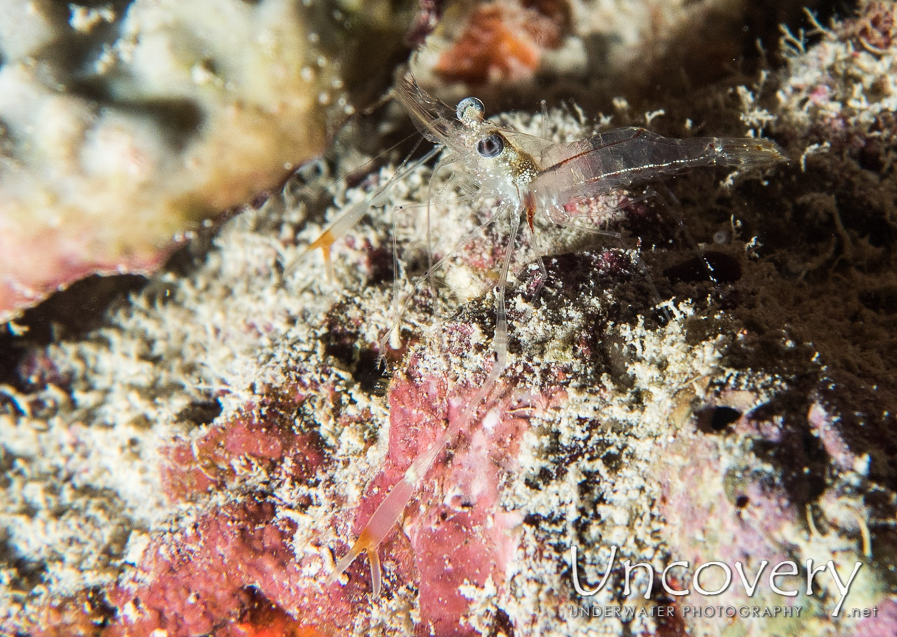 Commensal Shrimp shot in Maldives|Male Atoll|North Male Atoll|Vabbinfaru