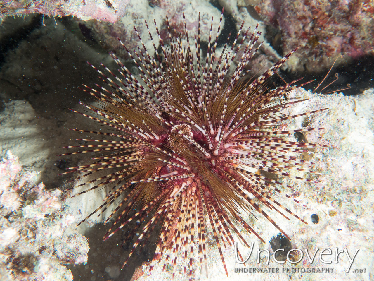 Sea Urchin shot in Maldives|Male Atoll|North Male Atoll|Vabbinfaru