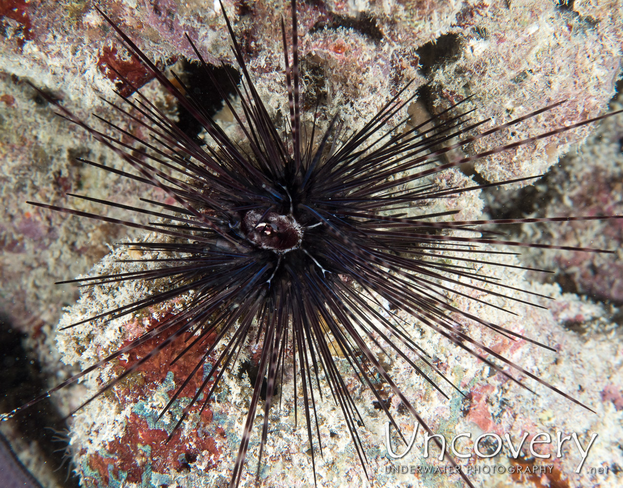 Sea Urchin shot in Maldives|Male Atoll|North Male Atoll|Vabbinfaru