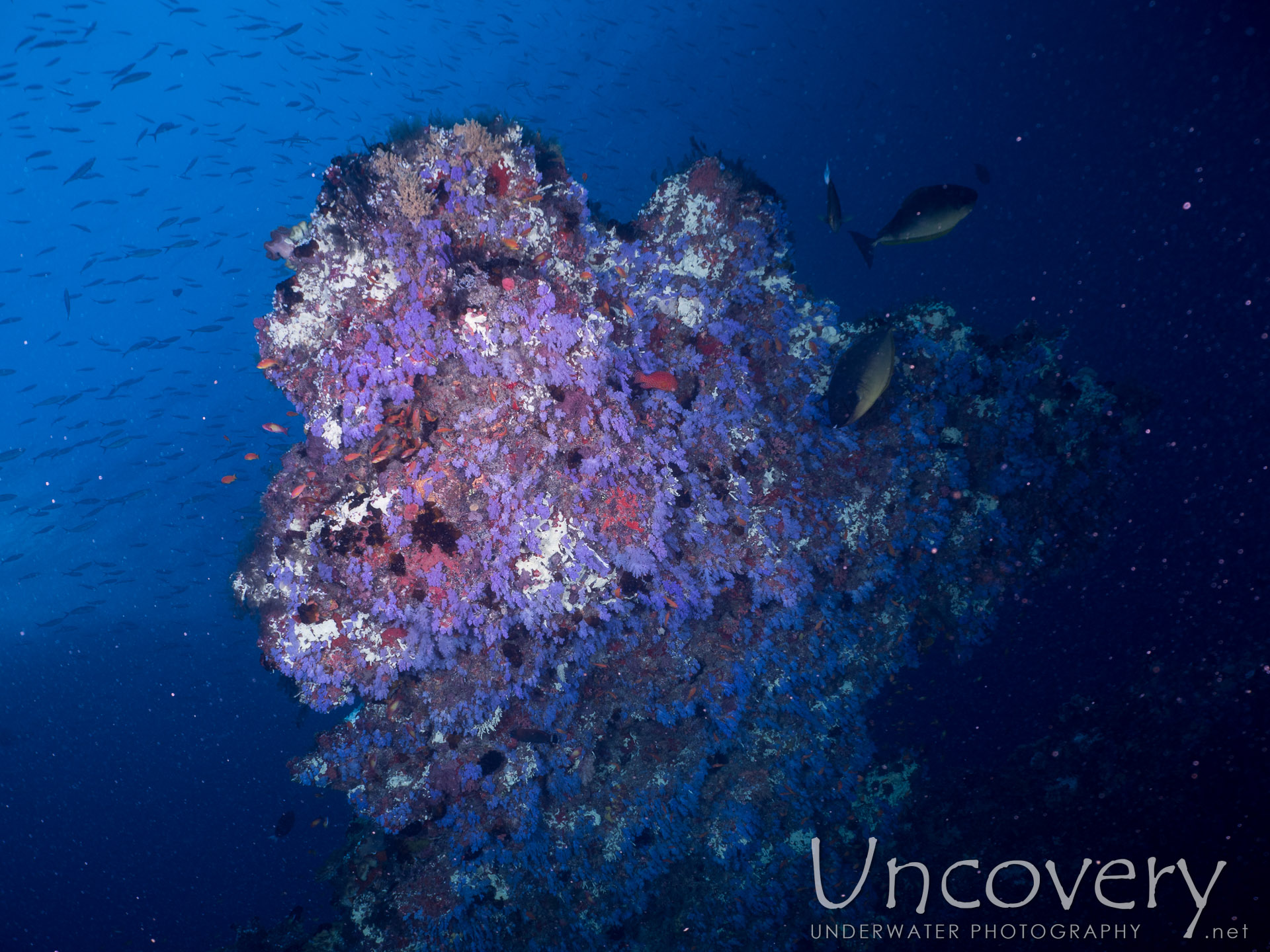 Coral, photo taken in Maldives, Male Atoll, North Male Atoll, Nassimo Thila