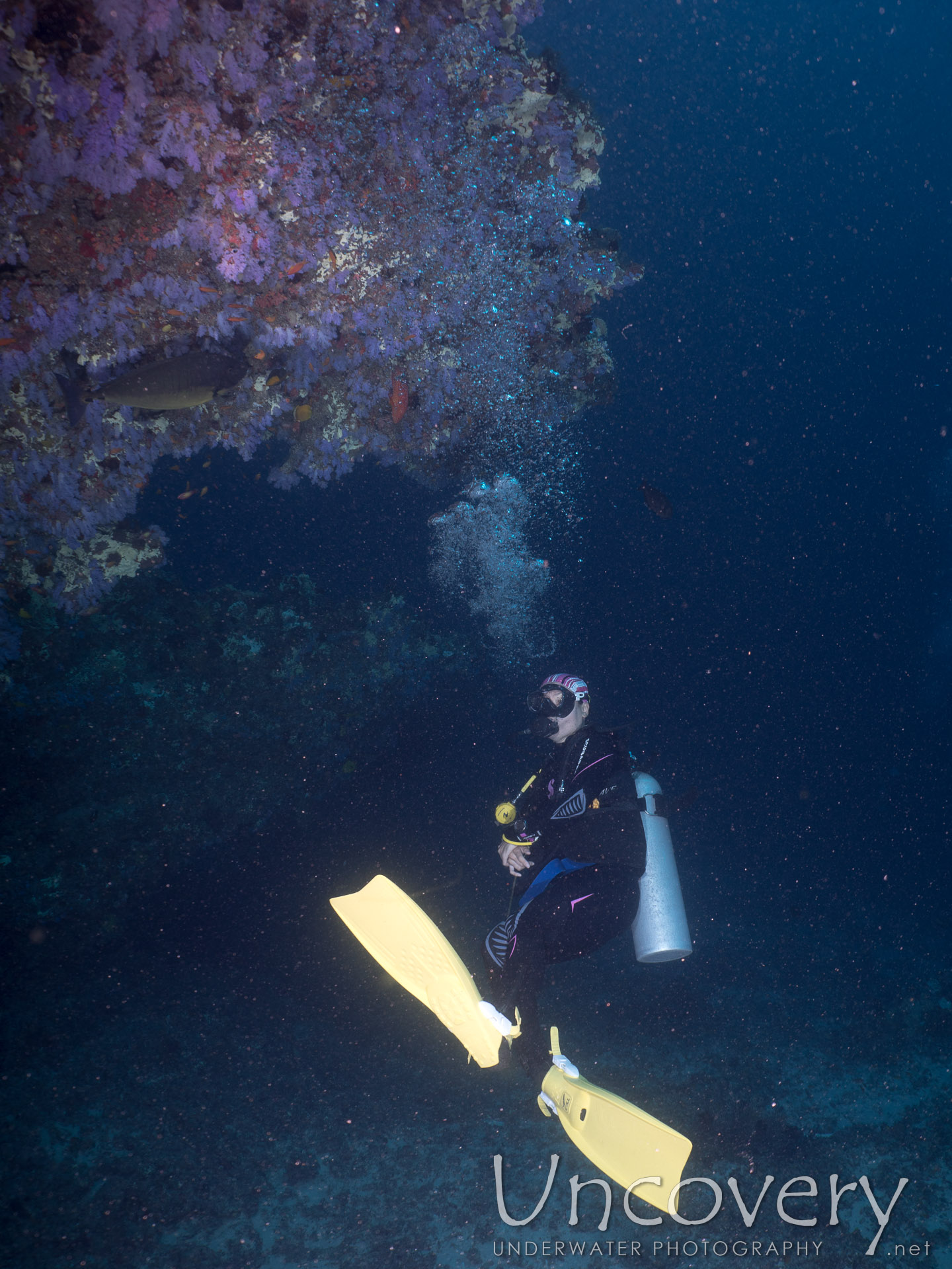 Coral, photo taken in Maldives, Male Atoll, North Male Atoll, Nassimo Thila