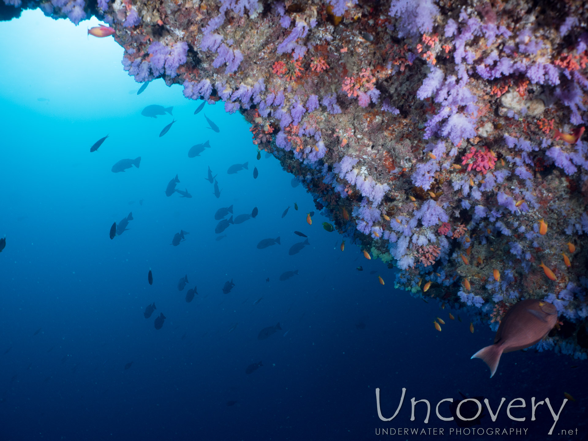 Coral, photo taken in Maldives, Male Atoll, North Male Atoll, Nassimo Thila