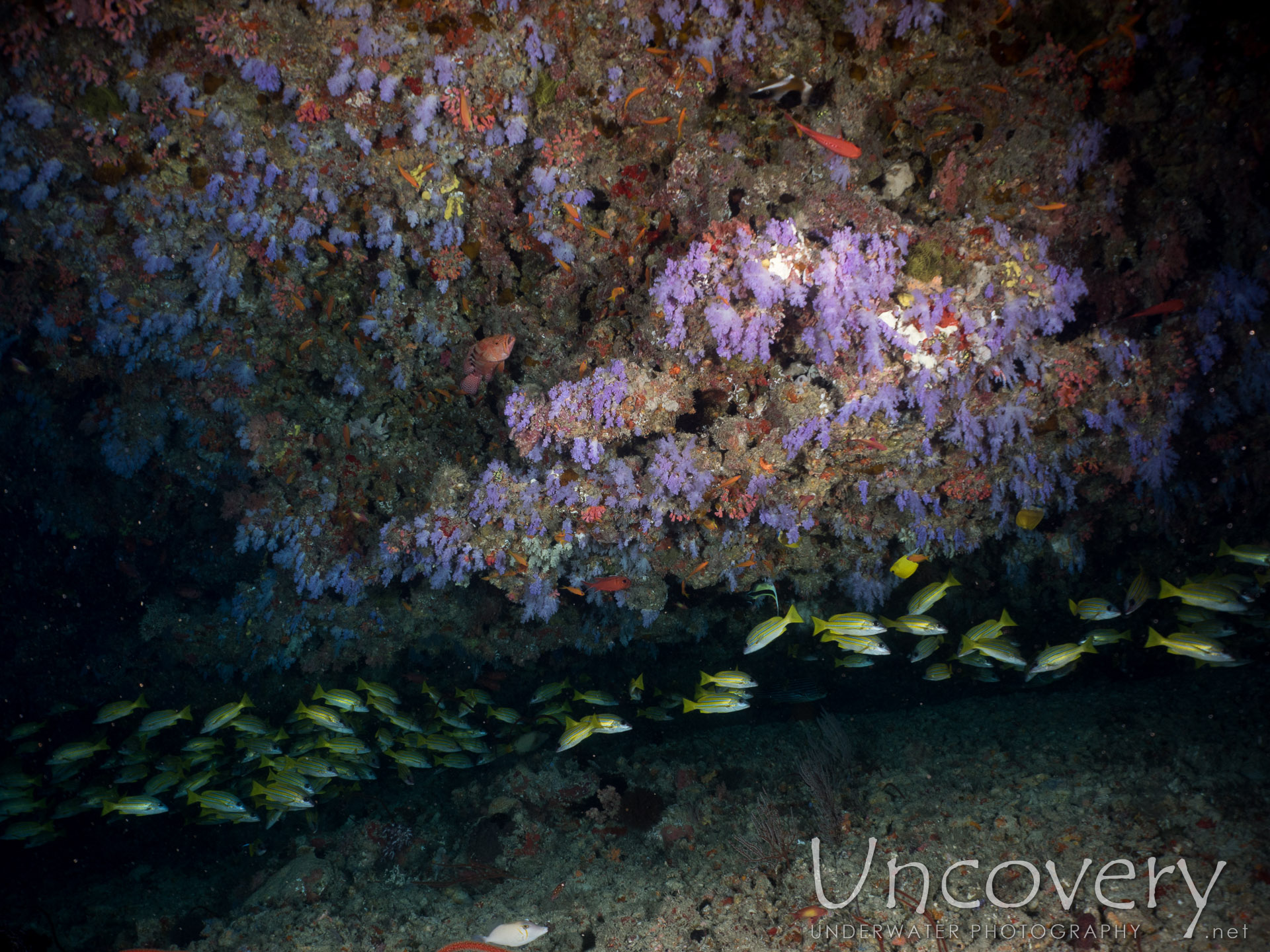 Coral, photo taken in Maldives, Male Atoll, North Male Atoll, Nassimo Thila