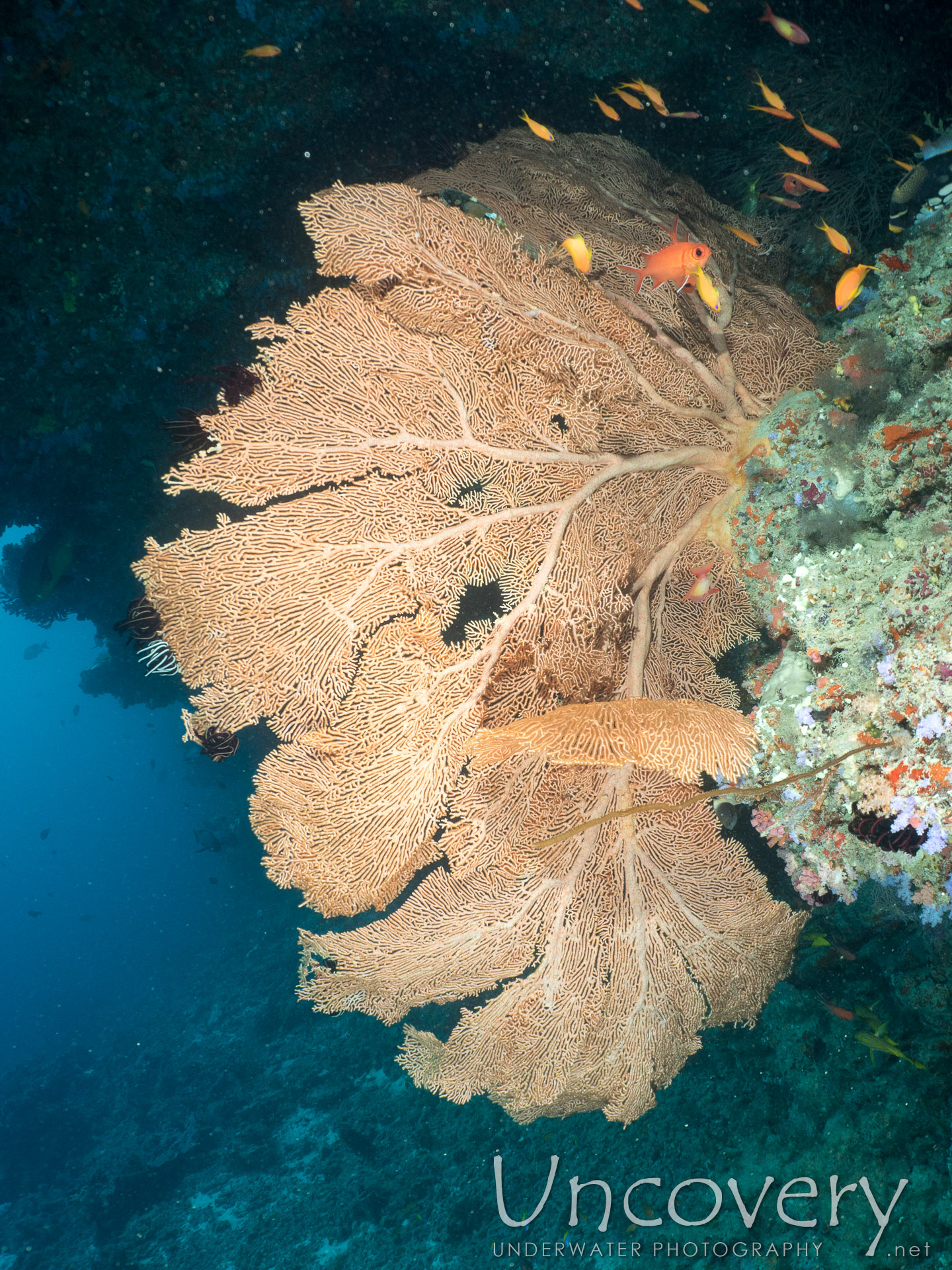 Coral, photo taken in Maldives, Male Atoll, North Male Atoll, Nassimo Thila