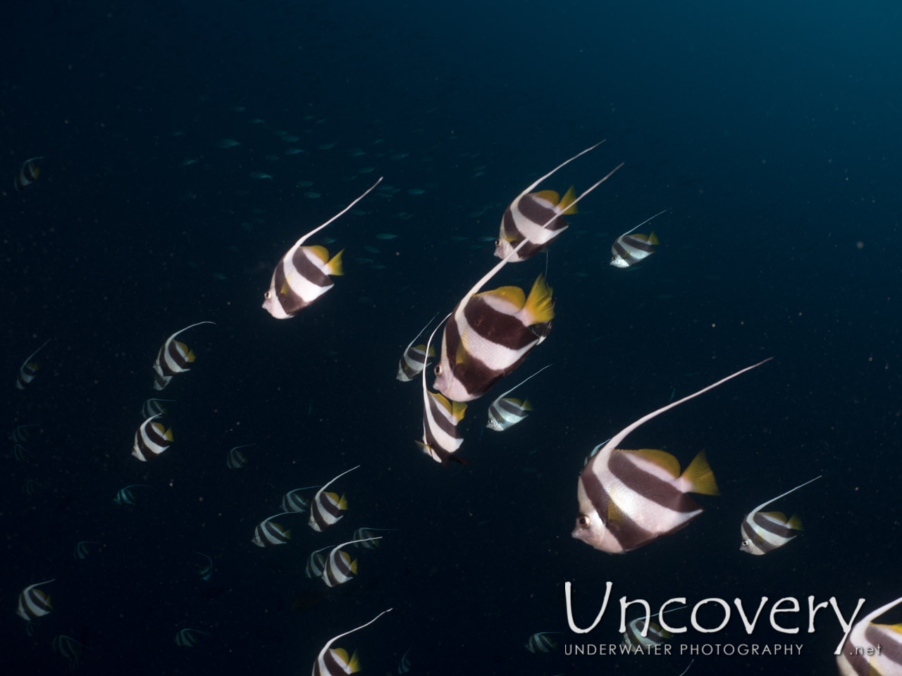 Schooling Bannerfish shot in Maldives|Male Atoll|North Male Atoll|Nassimo Thila