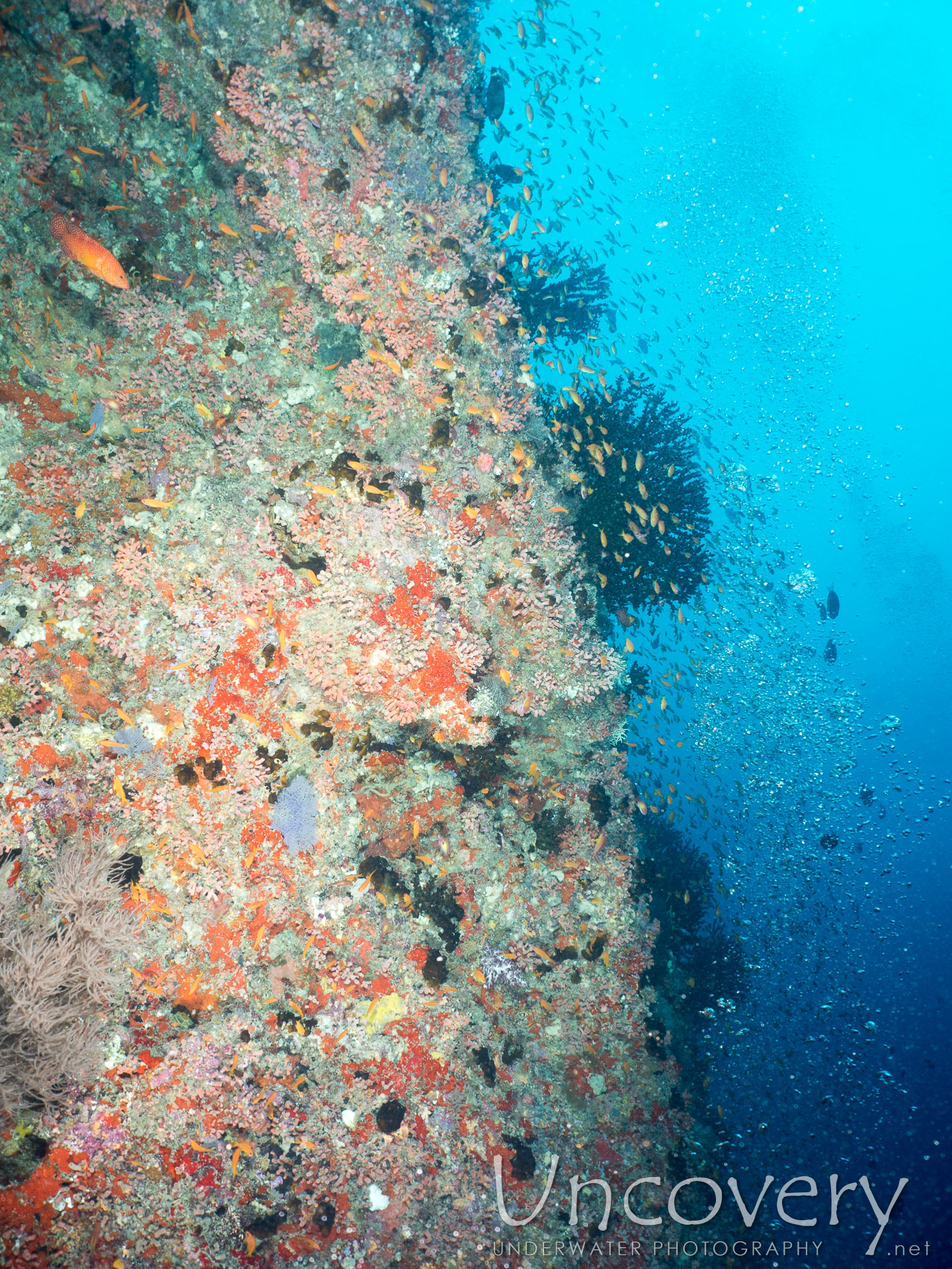 00 To Be Determined, photo taken in Maldives, Male Atoll, North Male Atoll, Nassimo Thila