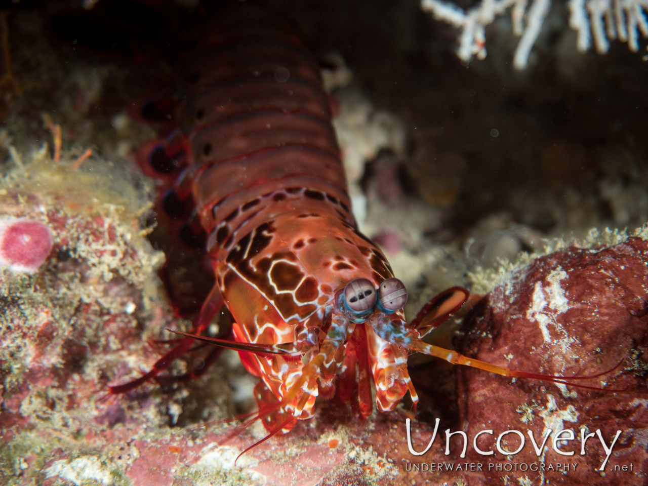 Peacock Mantis Shrimp (odontodactylus Scyllarus) shot in Maldives|Male Atoll|North Male Atoll|Nassimo Thila