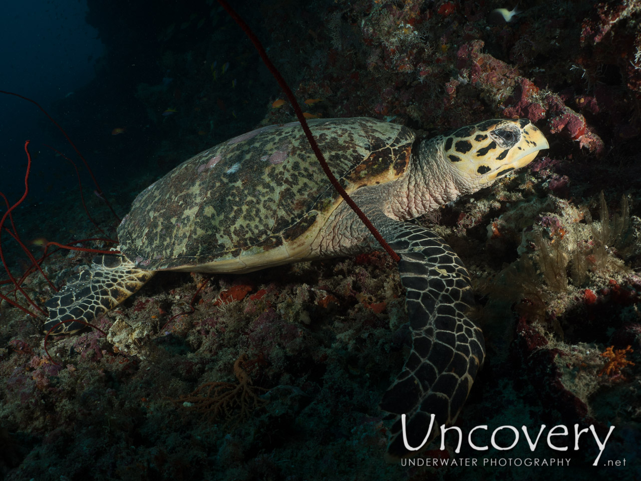 Green Sea Turtle (chelonia Mydas) shot in Maldives|Male Atoll|North Male Atoll|Nassimo Thila